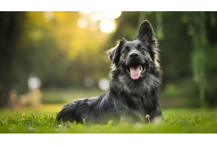 Dog 3 720x480 png